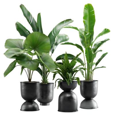 室内植物包